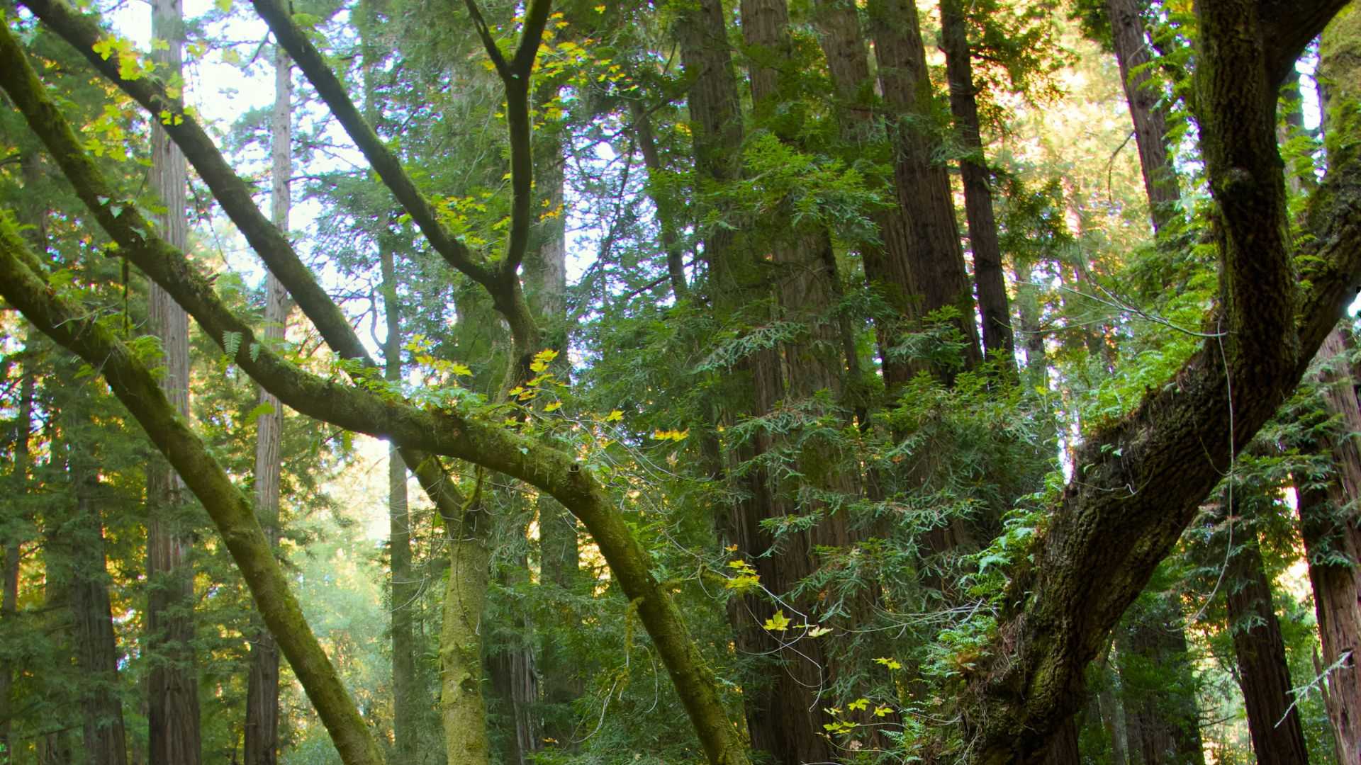 Cagar Alam dan Peran Strategisnya dalam Konservasi Alam